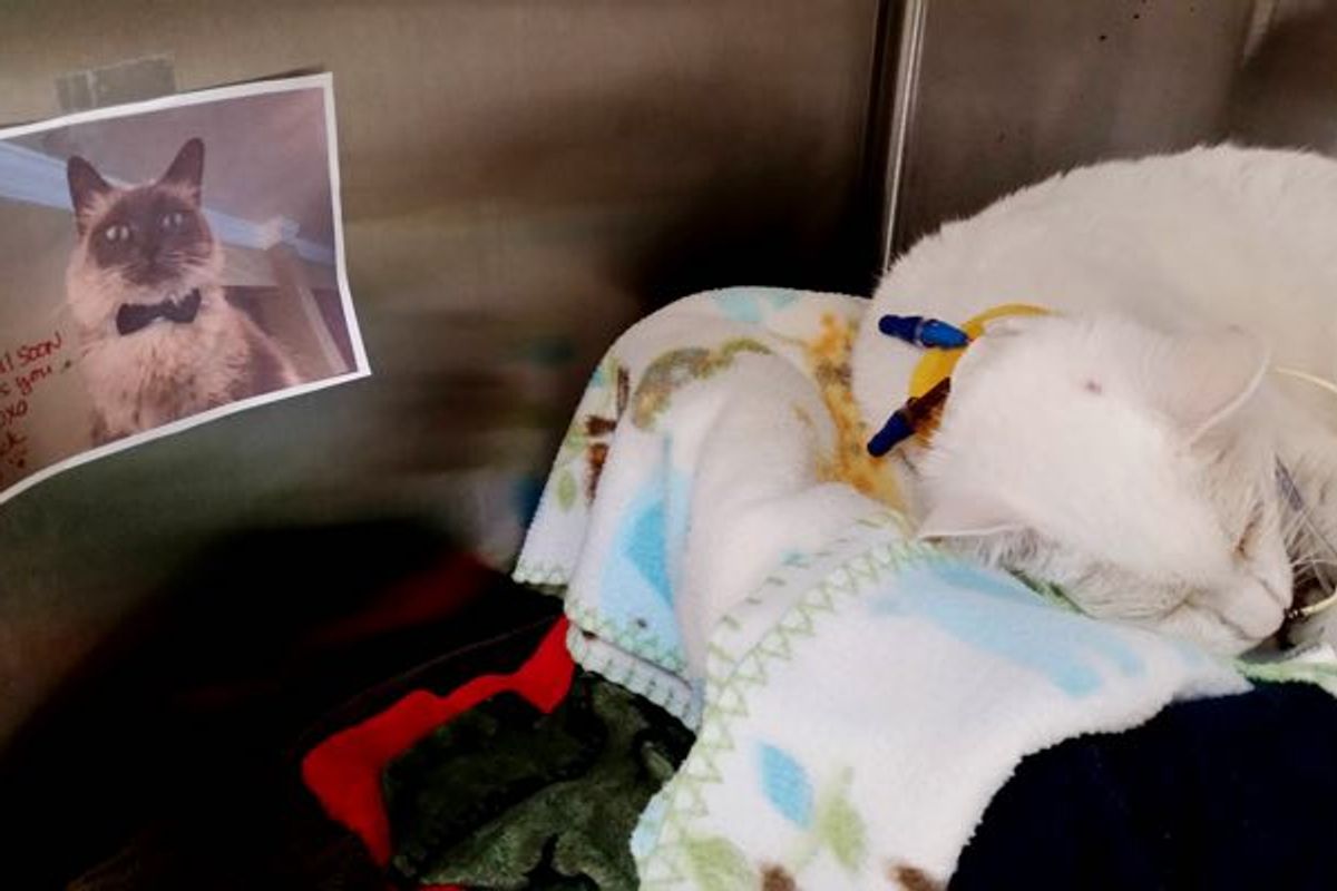 Hospitalized Kitty Gets Picture and Message from Her Best Furiend. Sooo Heartwarming!