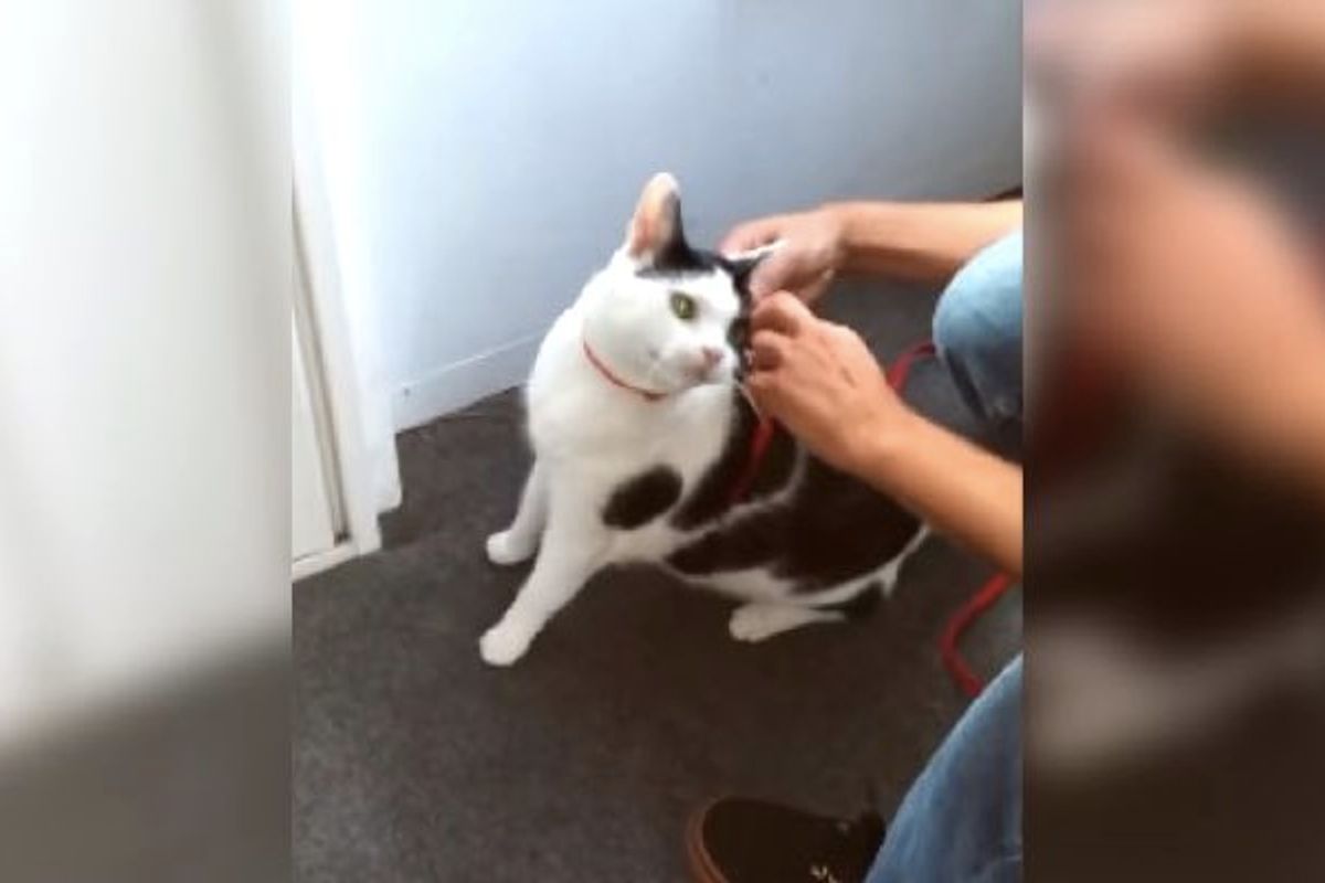 Kitty Gets Really Excited When She Hears 'Go for a Walk'