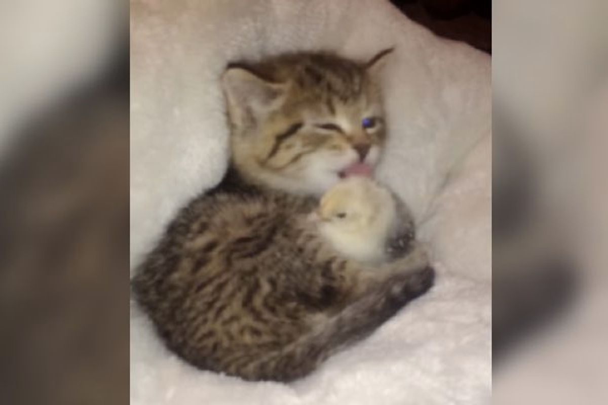 Kitten Soothes Her Chirpy Birdie with a Bath
