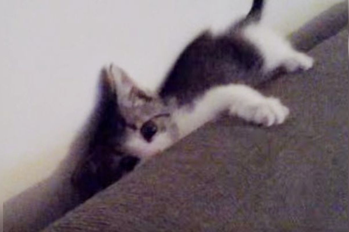 Kitten Obsessed with Running Sideways on the Couch