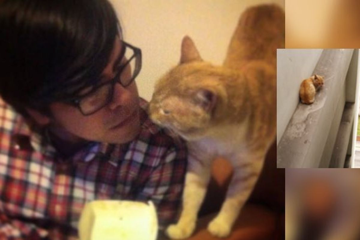 Couple Save Cat from the Ledge of a 20 Story Building. Now He Calls Them His Forever Family