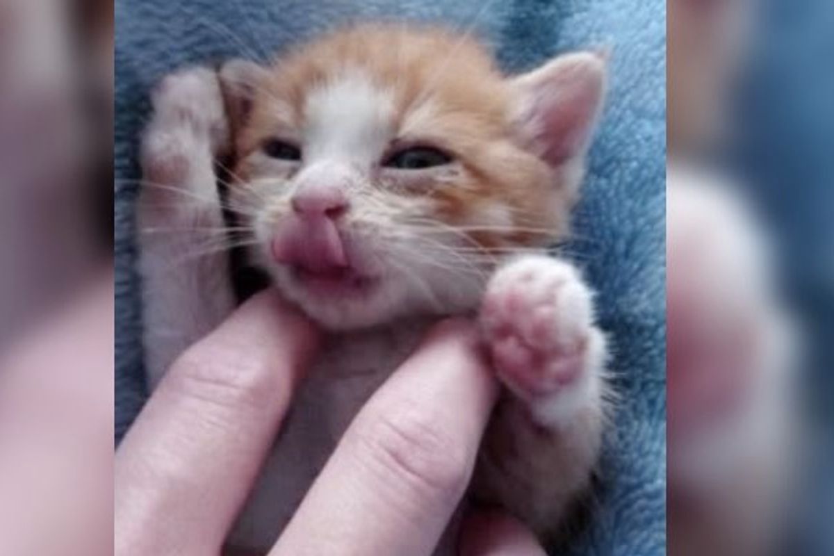Kitten Suddenly Plops into a Nap After a Meal and a Few Kitty Burps