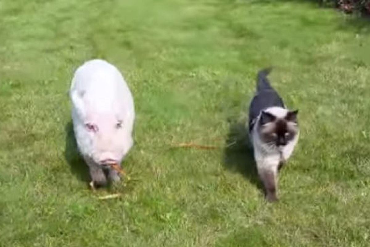 Cat Takes a Walk with His Pig Buddy and Even Pets Him to Sleep