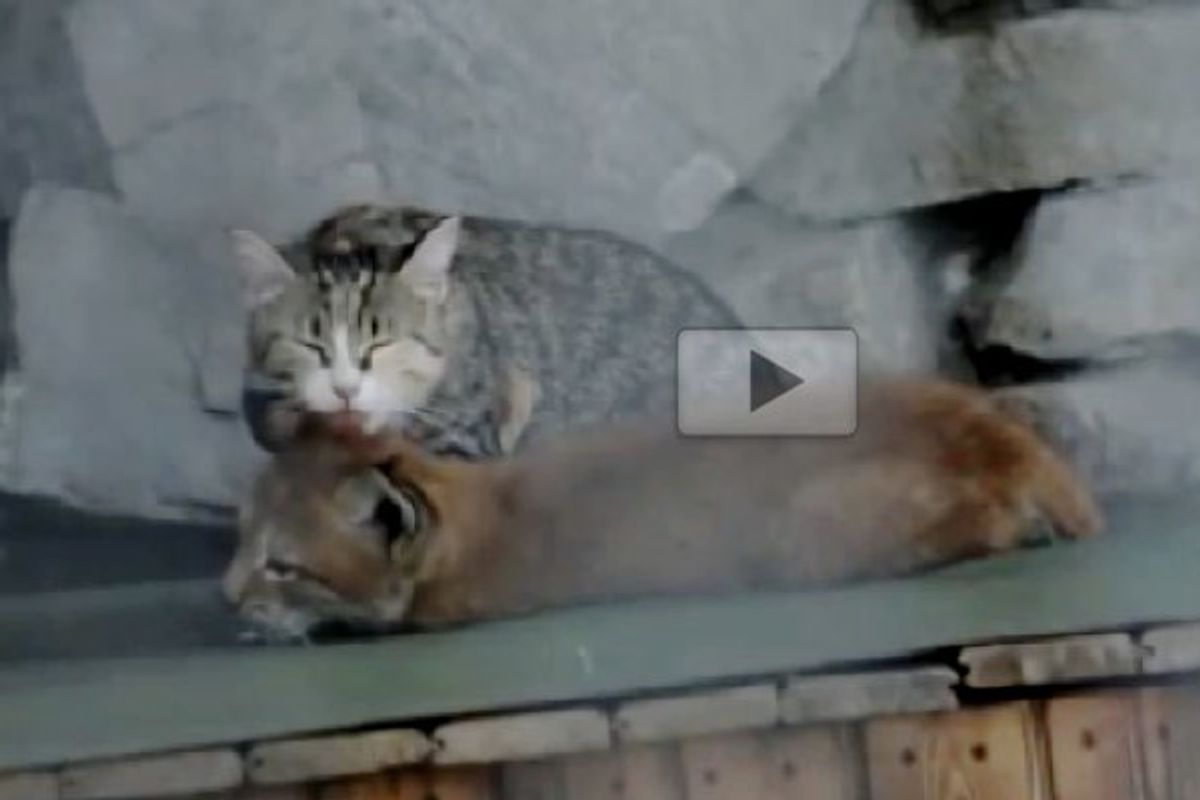 Cat Adopts Baby Lynx Rejected by Her Mother