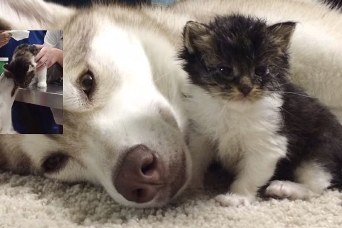 Dog Comforts Her Adopted Kitten at the Vet's and Gives Her Kisses After