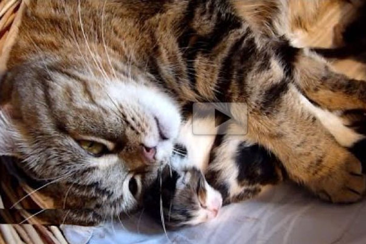 Loving Cat Mama Trying to Hug Her Babies, All 7 of Them