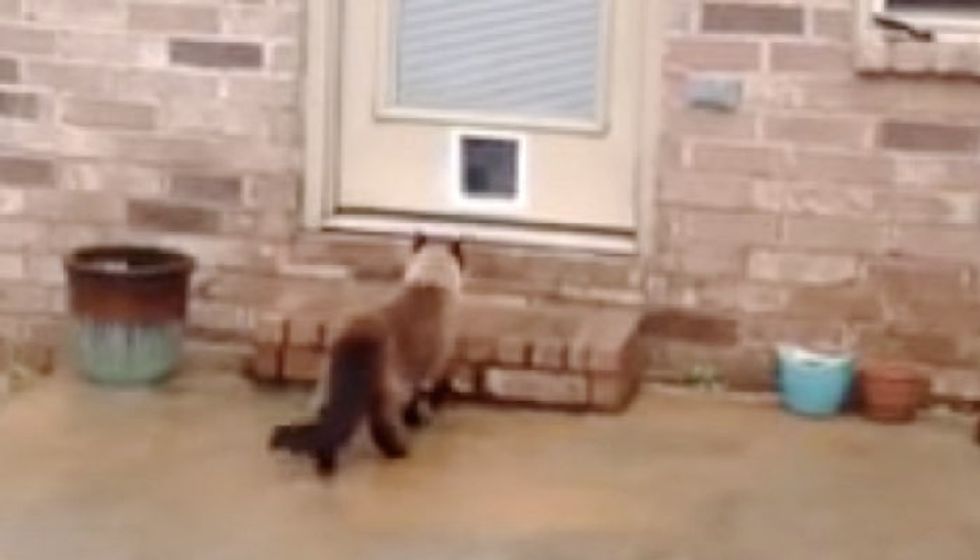 They Waste 90 Minutes Installing a New Cat Door