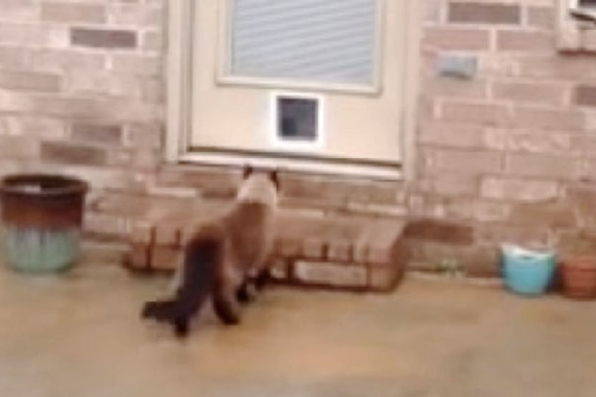 They Waste 90 Minutes Installing a New Cat Door