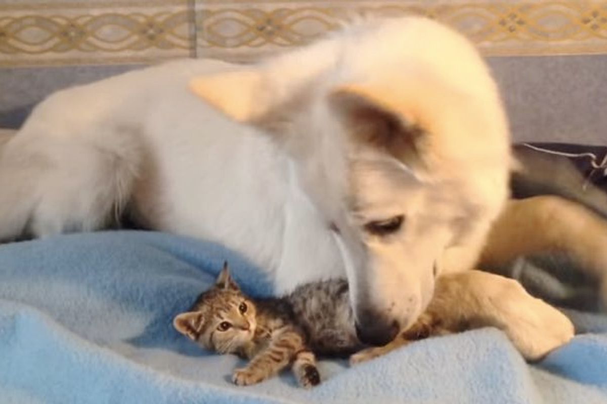 Stray Kitten Showed Up at Doorsteps Found an Unexpected New Dad..