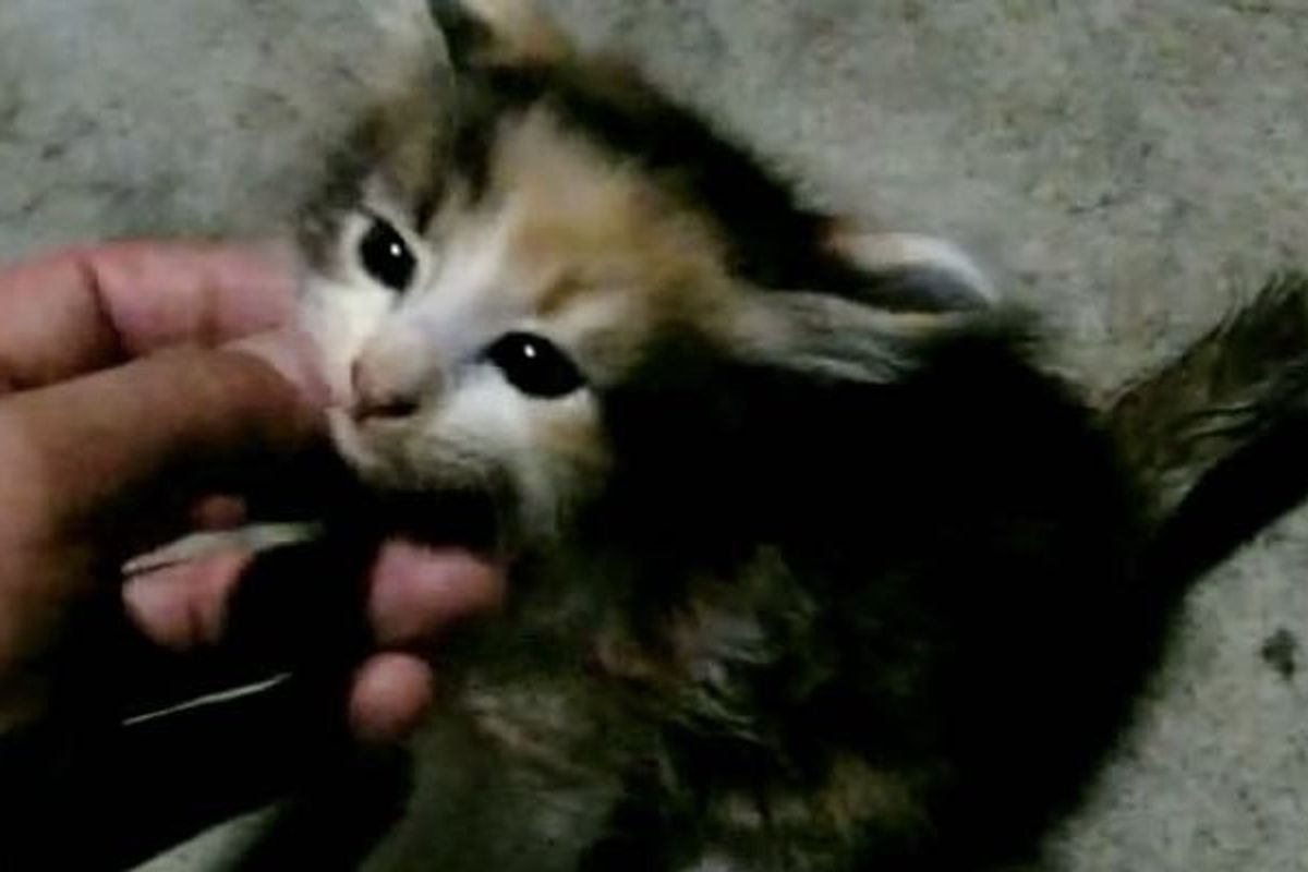 Feral Kitten Feels Loved for the First Time. It's the Sweetest Thing