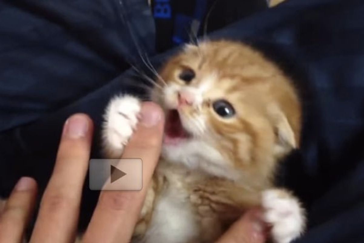 Ginger Kitty Resists Belly Rubs with Some Serious Cute