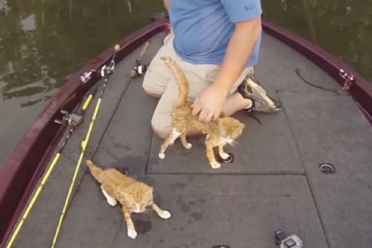 Fishermen Rescue Abandoned Kittens that Swam to Their Boat
