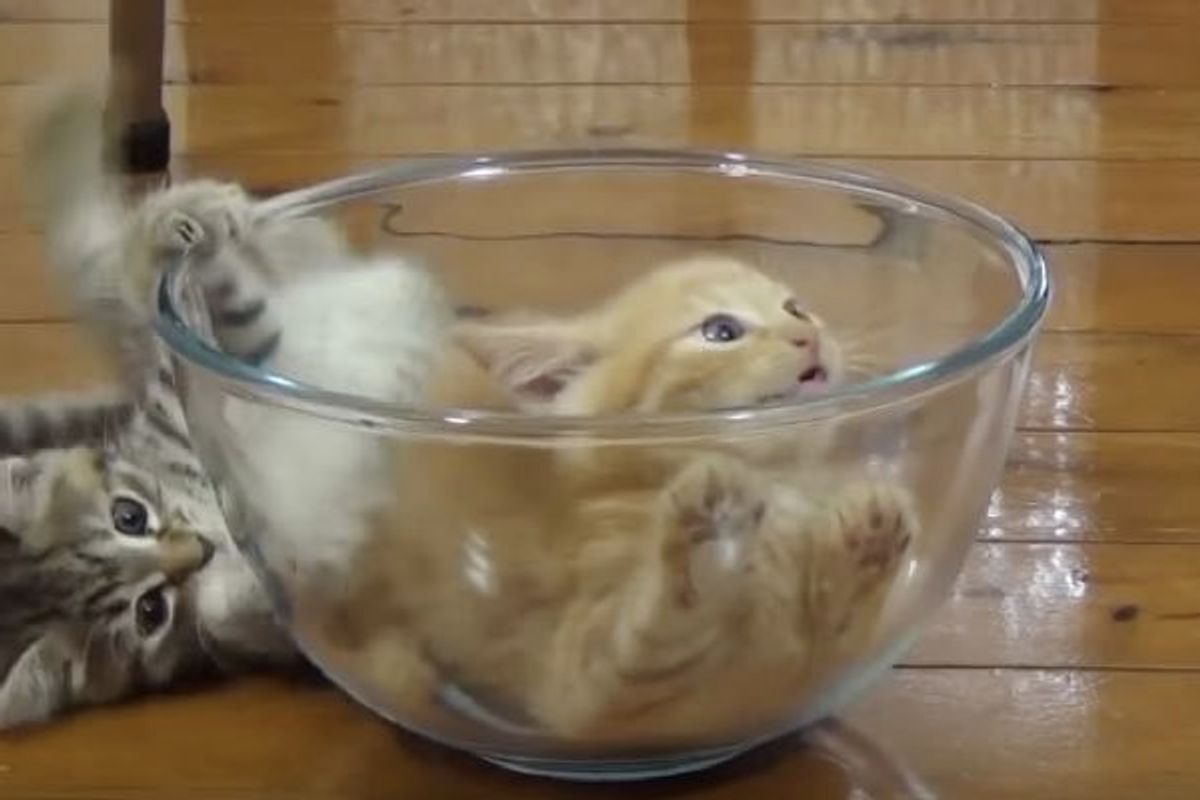They Give The Kitties a Glass Bowl, They Turn It into a Supurr Bowl