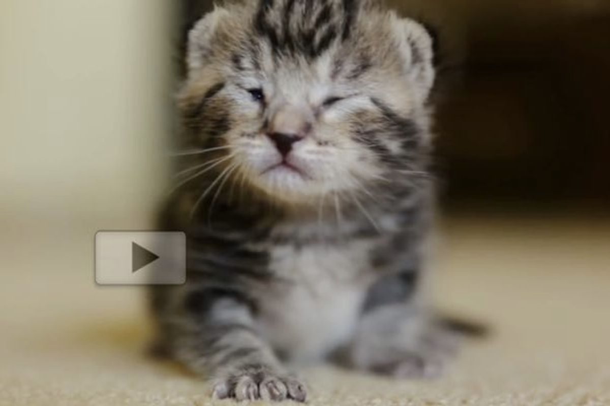 8 Day Old Kitten Rescued from Death Row. Look at Her Now!