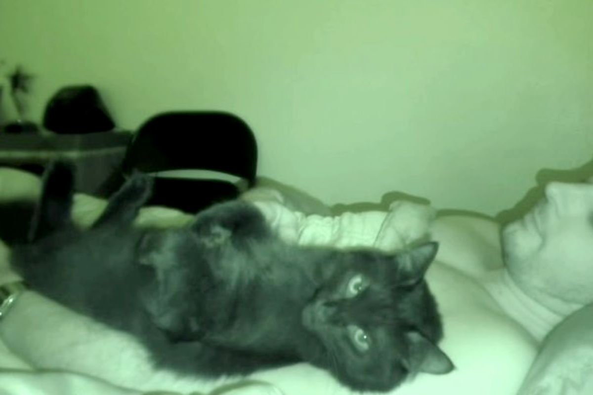 Cats Make Purrfect Bedtime Snuggle Buddies and Here's Why