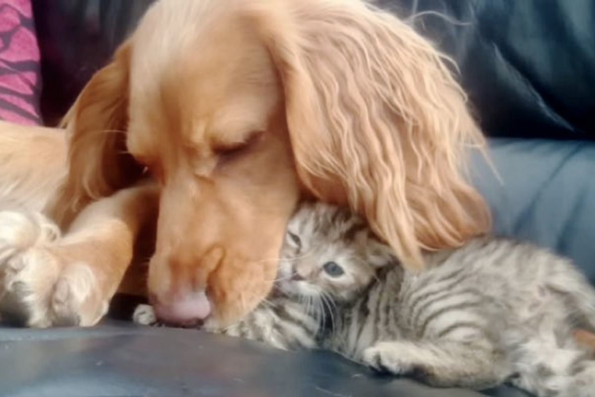 Orphan Kitten Finds a New Sister with Floppy Ears and a Waggy Tail. She Can't Resist the Love