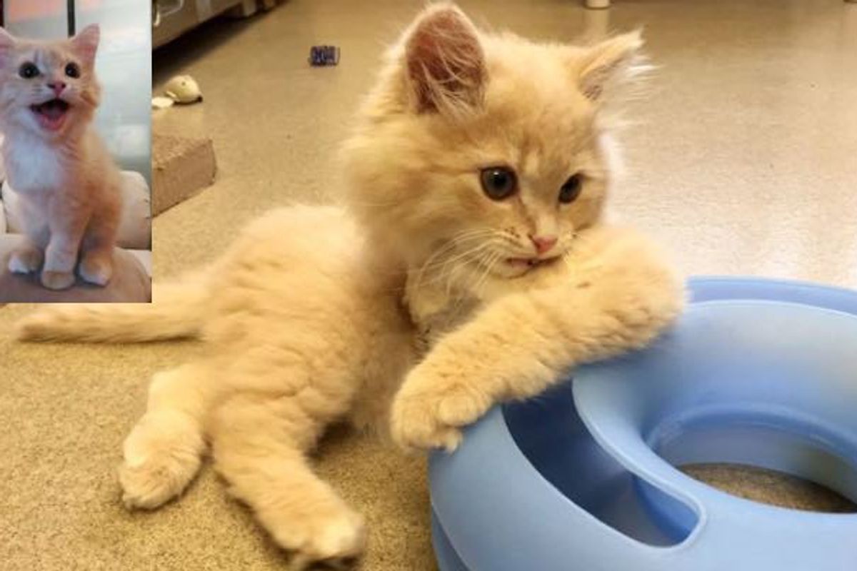 Kitty Runs so Fast He Doesn't Even Care He Only Has Three Legs