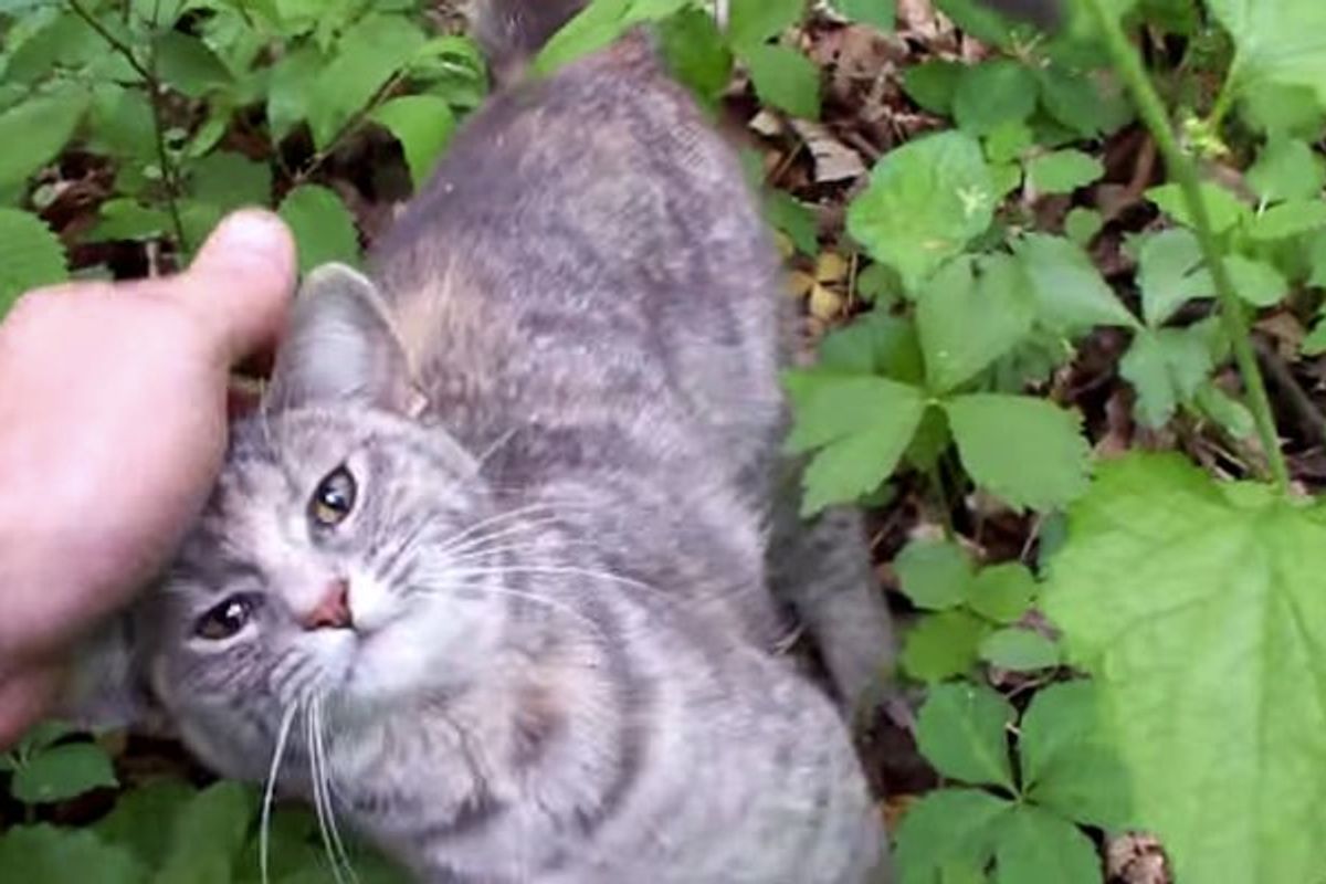 Man Went into Woods but Came Out with a Cat He Rescued