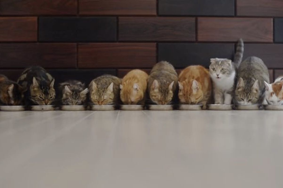 10 Cats Eat in Purrfect Harmony. One of Them Steals the Show