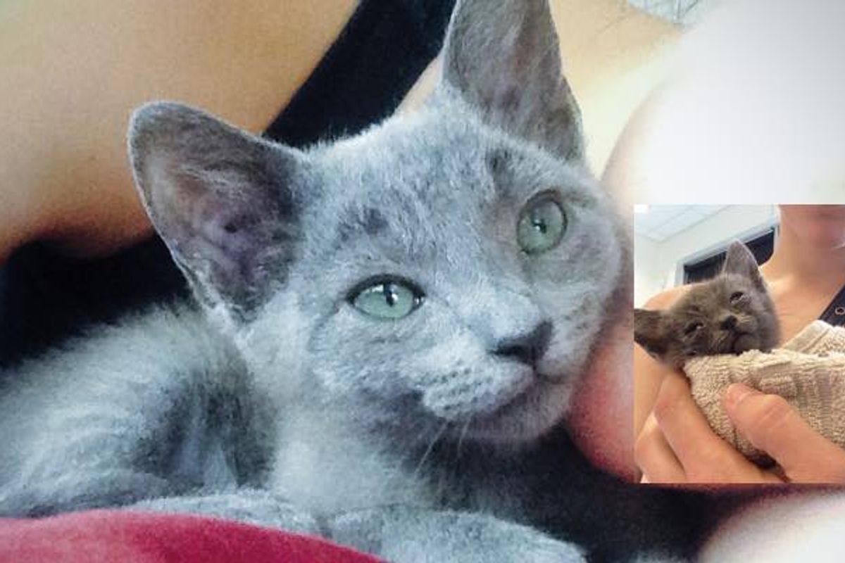 Woman Went for a Jog and Found a Stray Kitten who Desperately Needed Love...