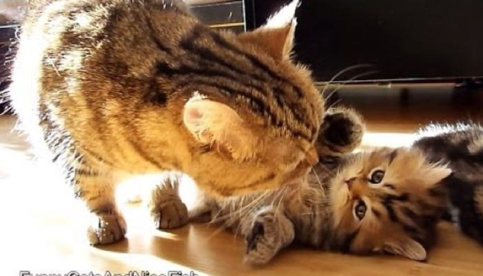 Cat Mama Preps Her Kittens for the Morning