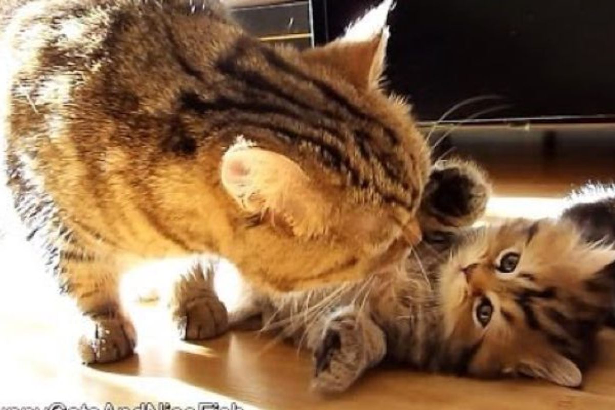 Cat Mama Preps Her Kittens for the Morning