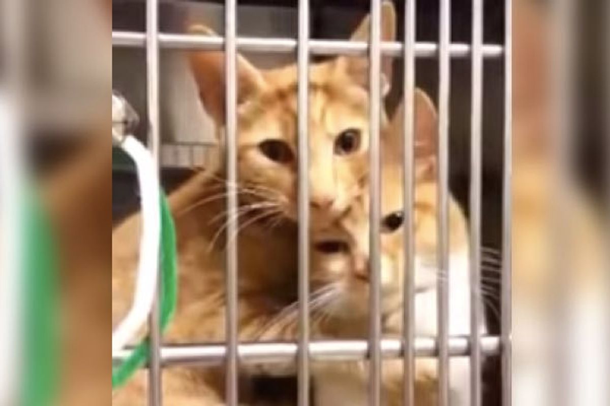 Shelter Kitten Gives Her Sister the Sweetest Hug After She was Away for a Few Minutes