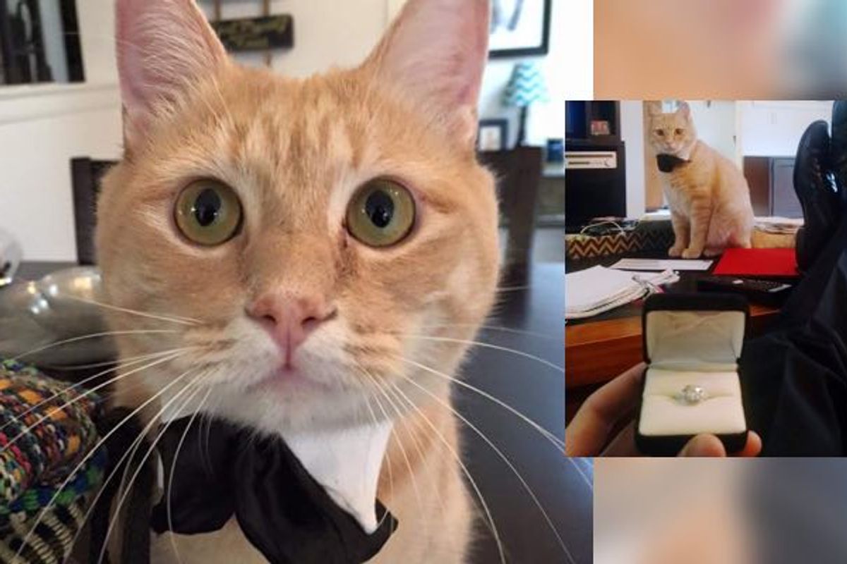 Cat Gives Man Moral and Bowtie Support for His Marriage Proposal