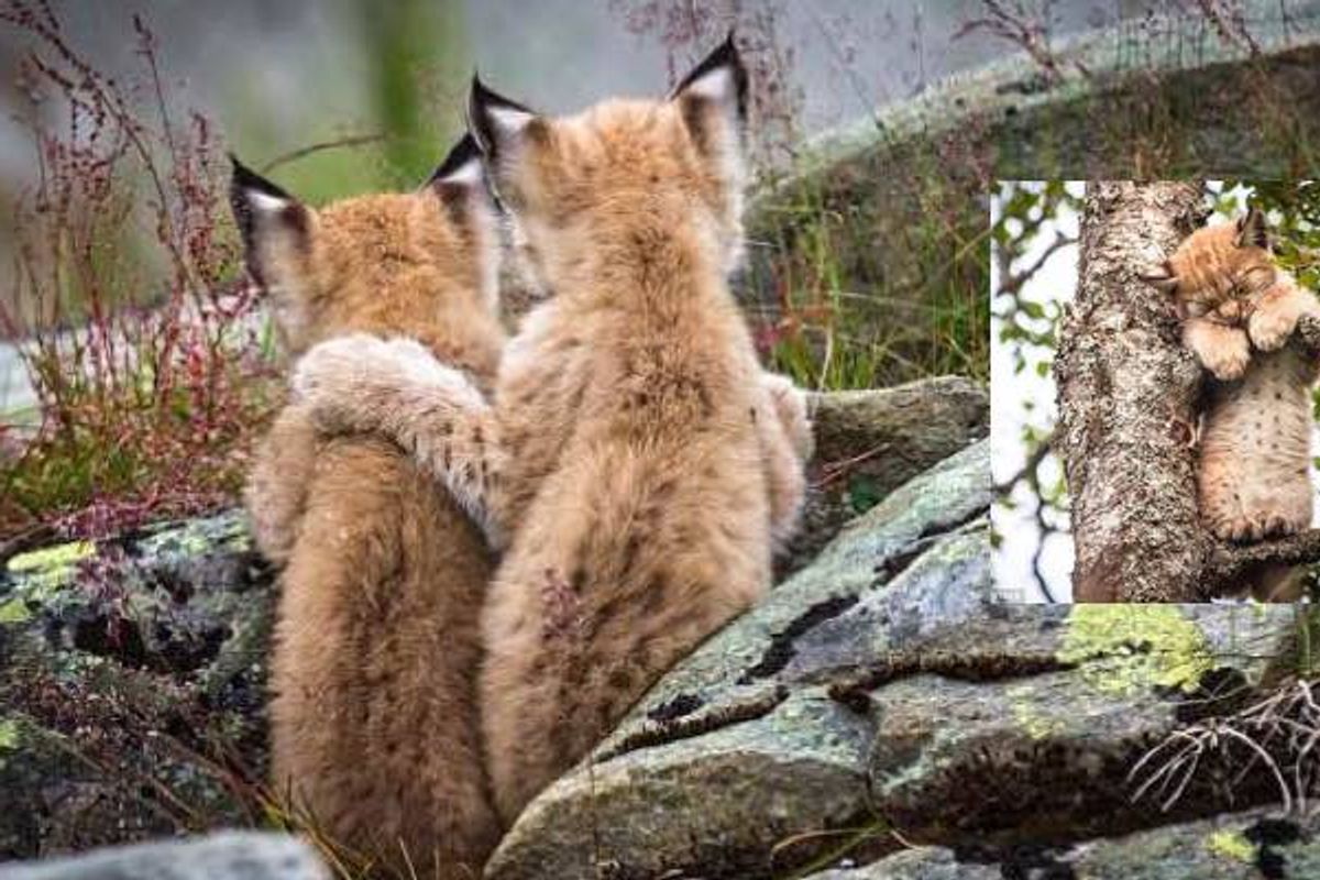 Beautiful Moment Lynx Kitten Puts a Wise Paw on the Shoulder of Its Sibling