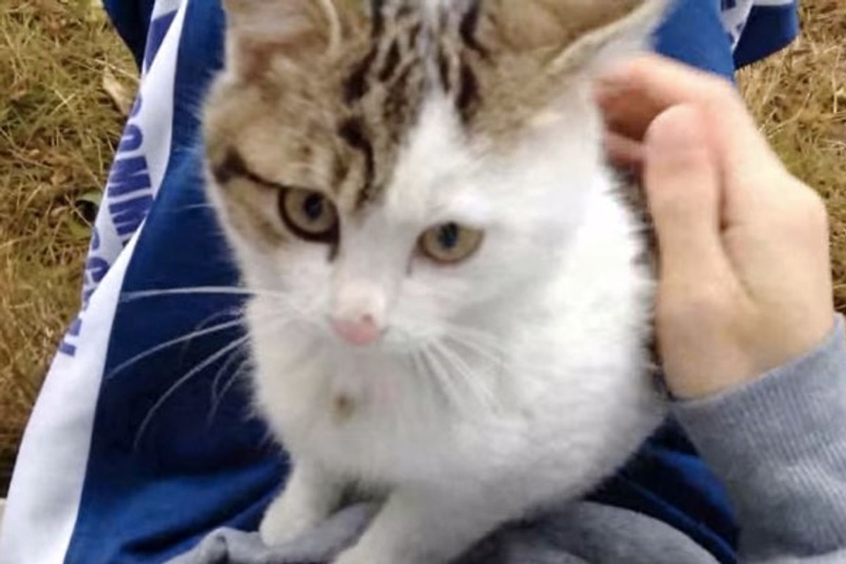 Watch Stray Kitten Claim a Human's Lap and His Heart