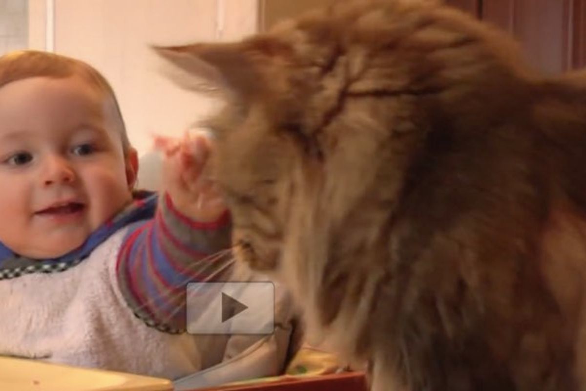 Baby Learns to Give His Maine Coon Cat Buddy Treats