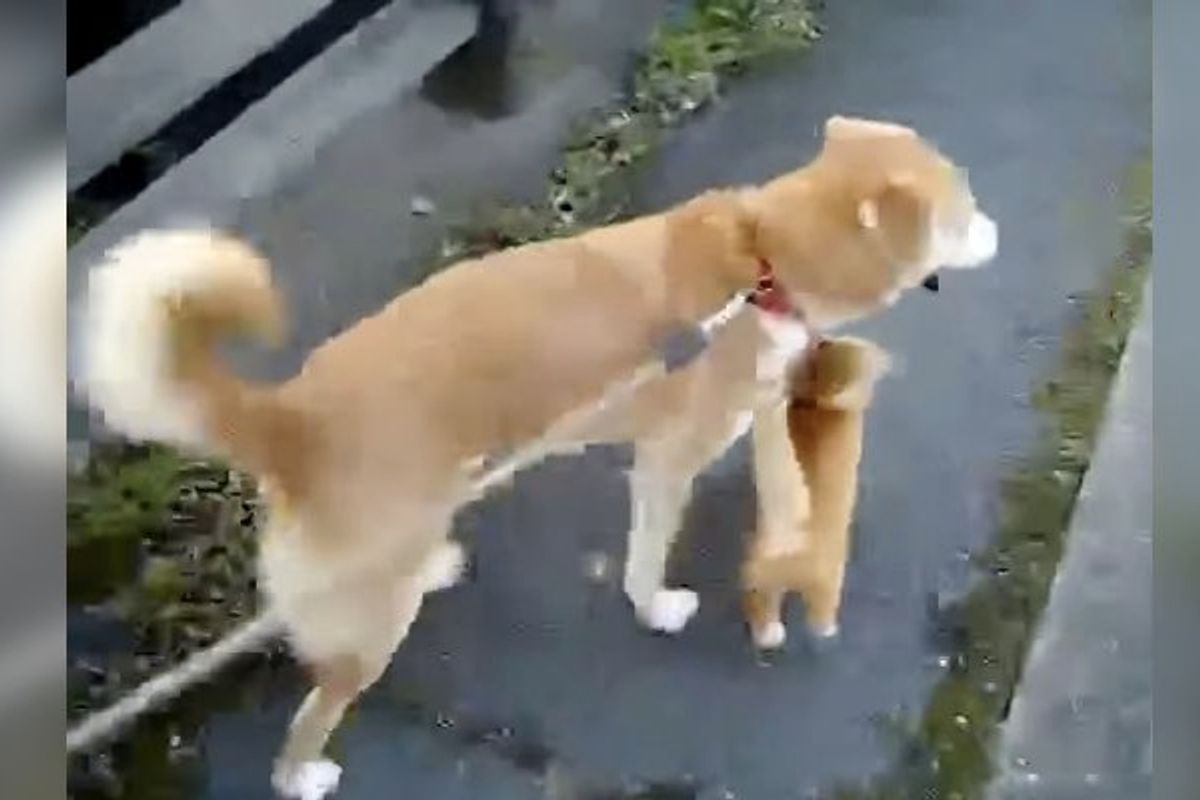 Adopted Kitties Taking a Walk with Their Dog Papa