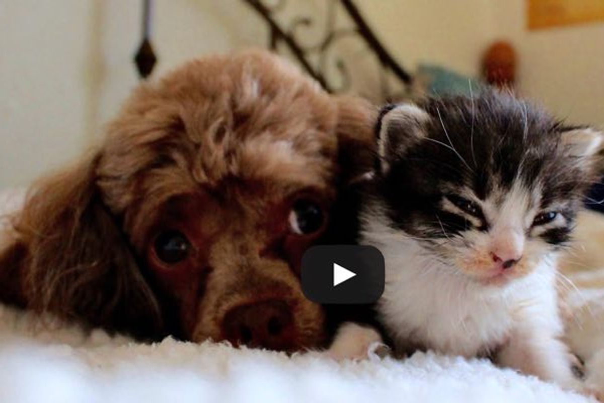 Orphaned Kitten Adopted by Poodle Who was Raised by Cats