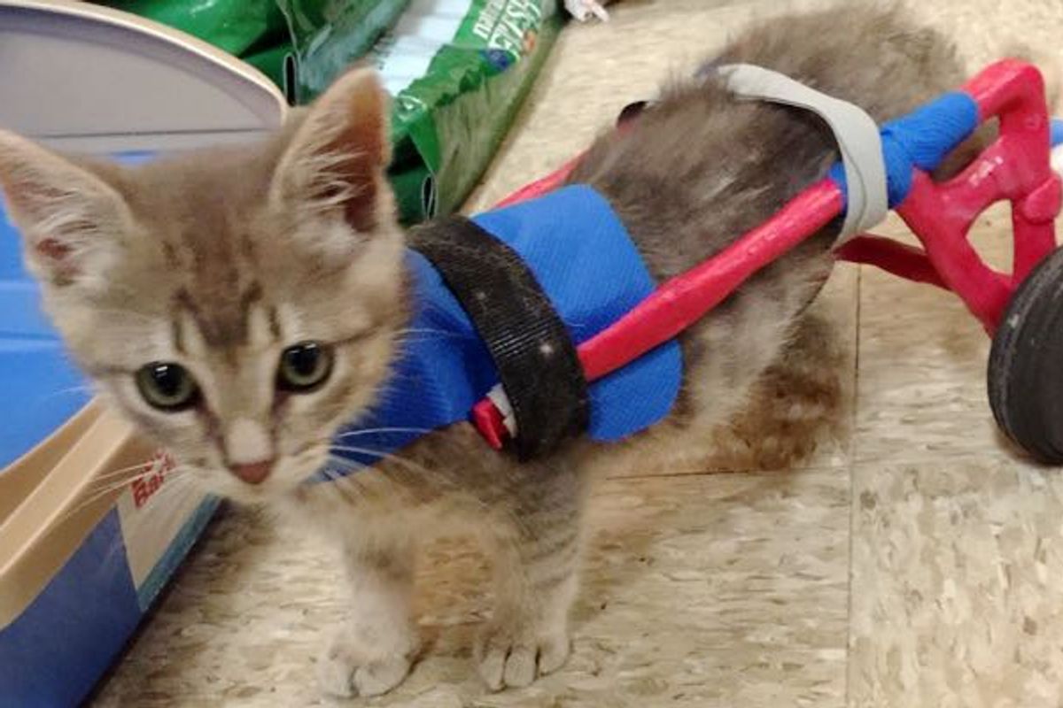 Clark the Superkitty on Wheels