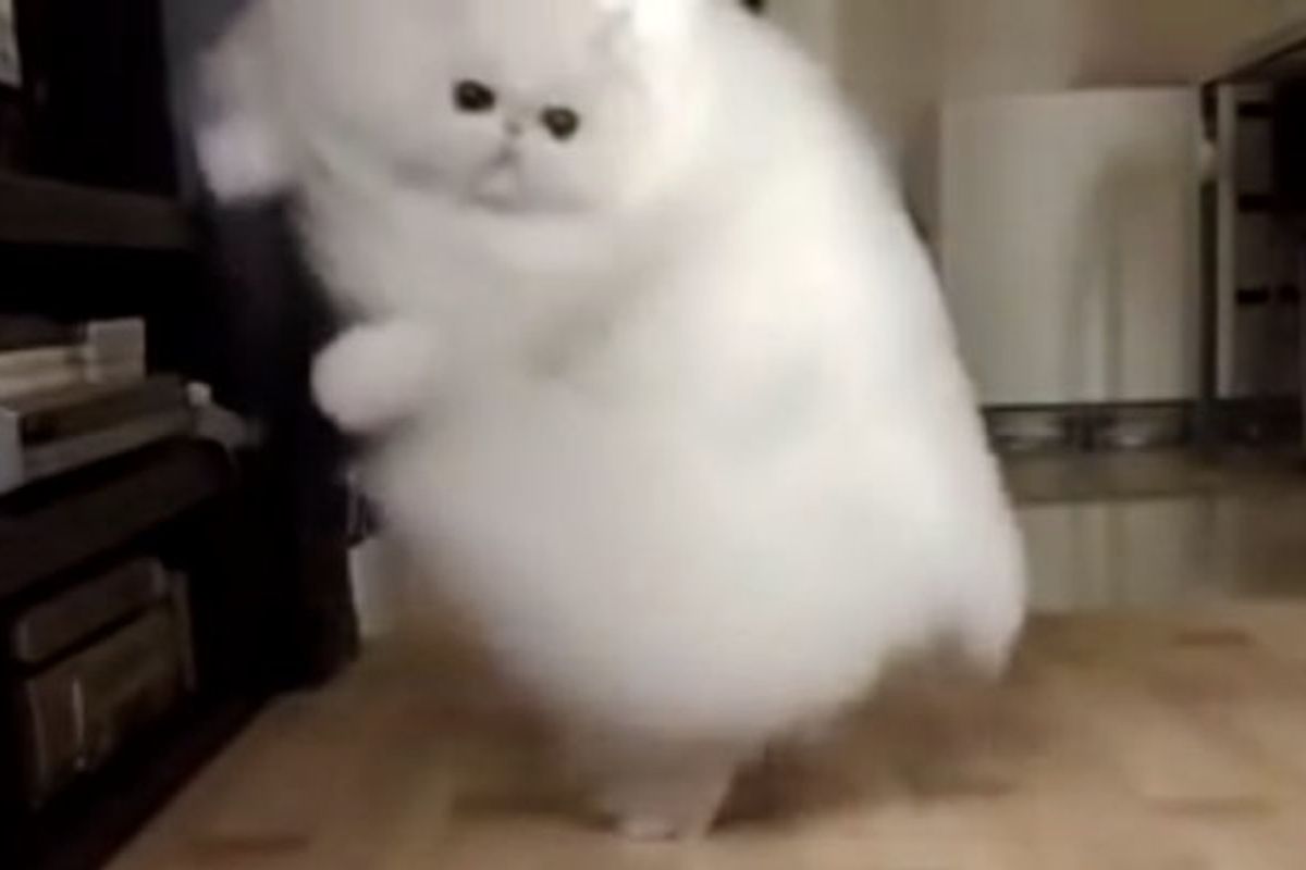 Giant Cloud of Fluff
