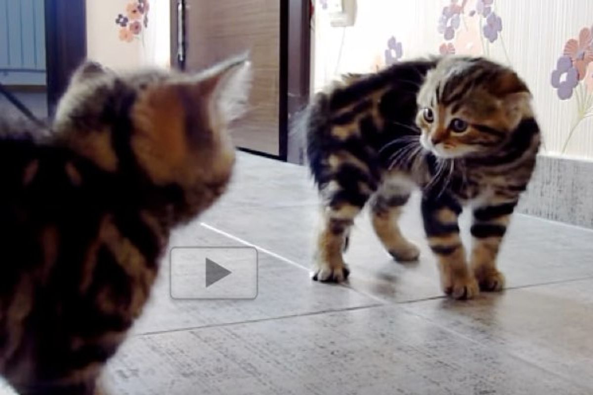 Kittens Wrestle it Out with Their Supurr Ninja Moves