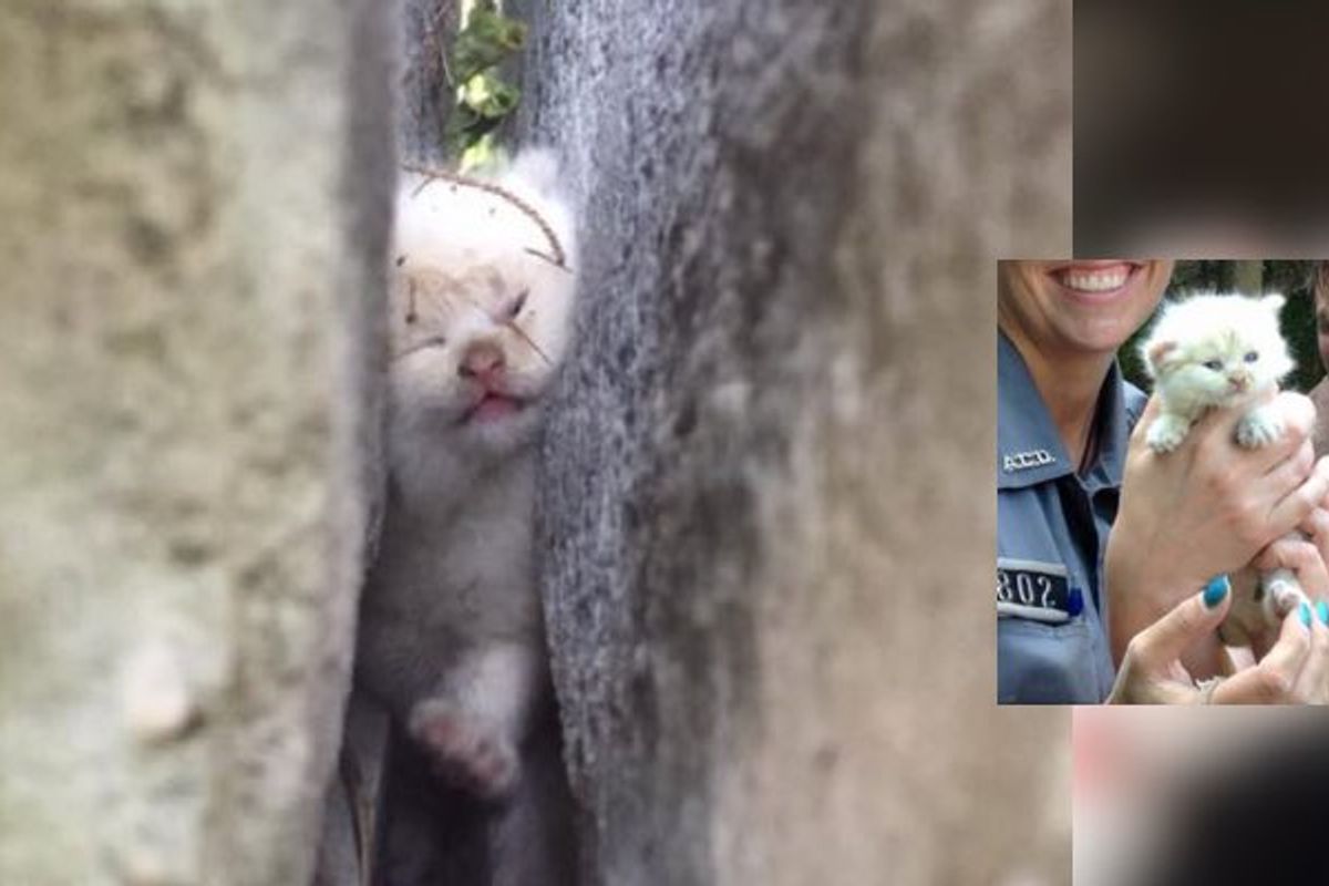 Kitten is Freed from Being Trapped Between Large Boulders After Two Days