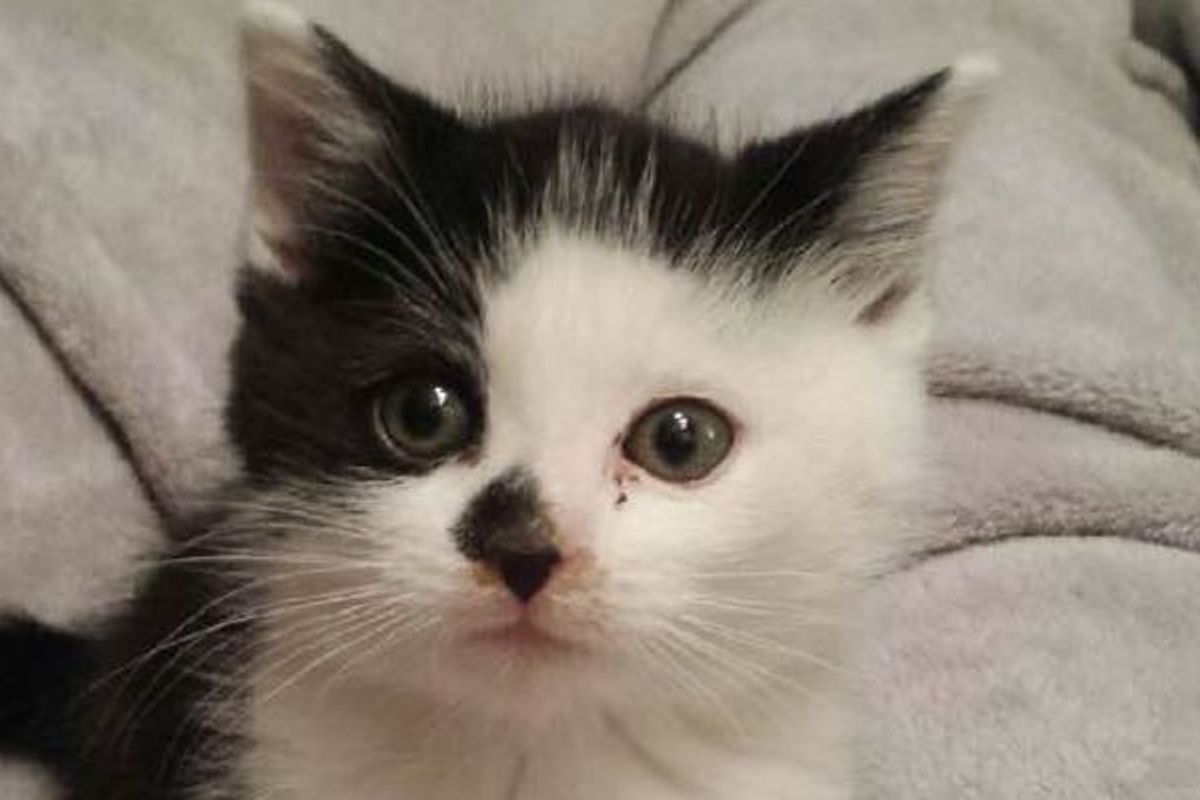 Rescue Cat Never Been Held Now Can't Stop Cuddling His Humans