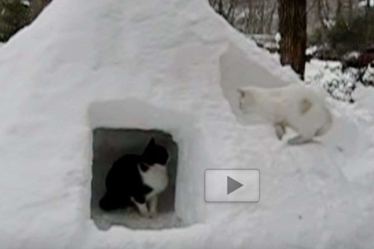 Man Built a Giant Snow Cat House for His Cats