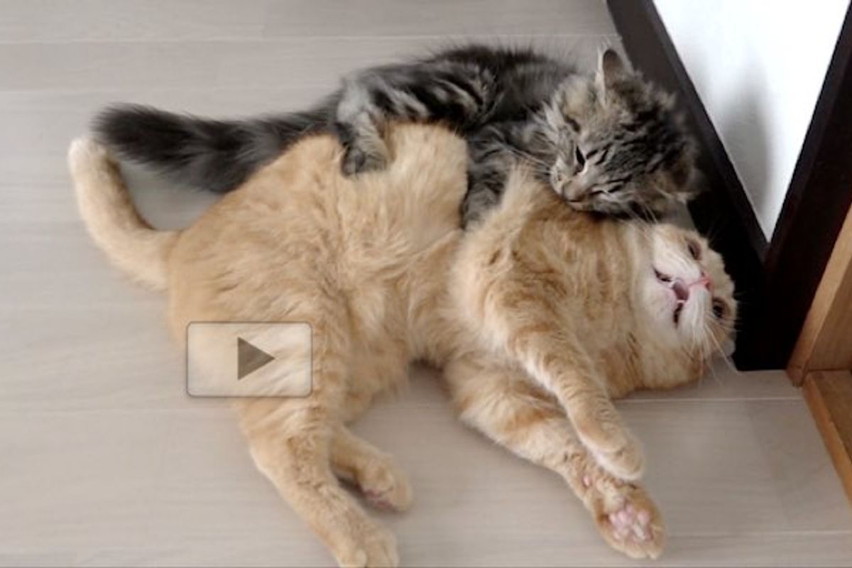 Smallest Kitty Shows His 9 Adoptive Furry Siblings Who is the Boss!