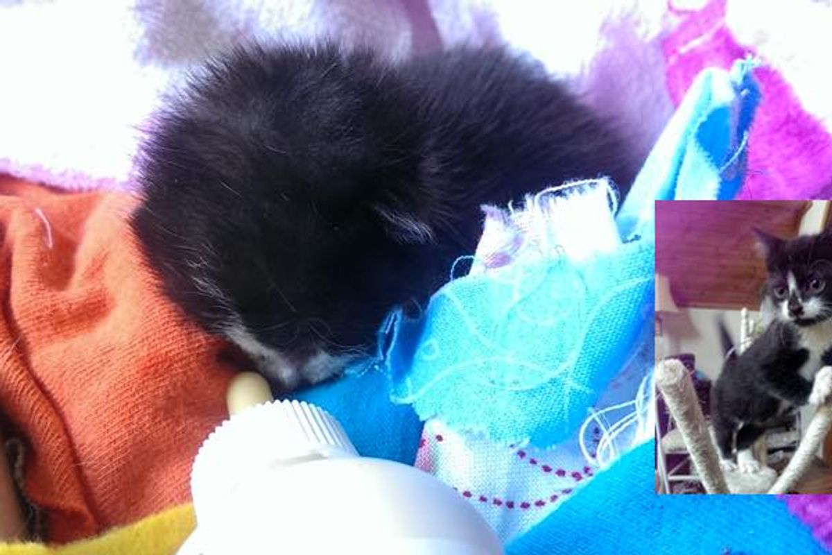 Motherless Baby Kitten Found on Driveway Now Tells Her Human How Happy She is Every Day