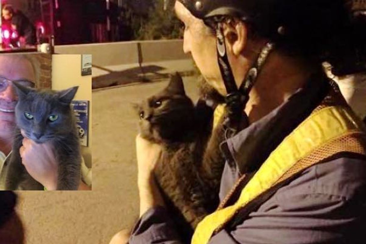 Cat Rescued from Under Bridge Chooses Retired Journalist as Her Human