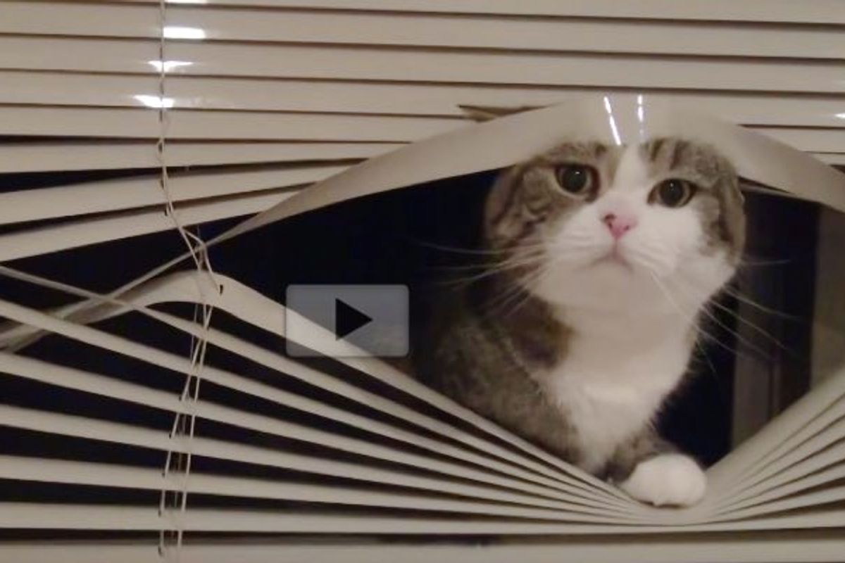 Maruchan Playing Window Blind Peekaboo with His Human