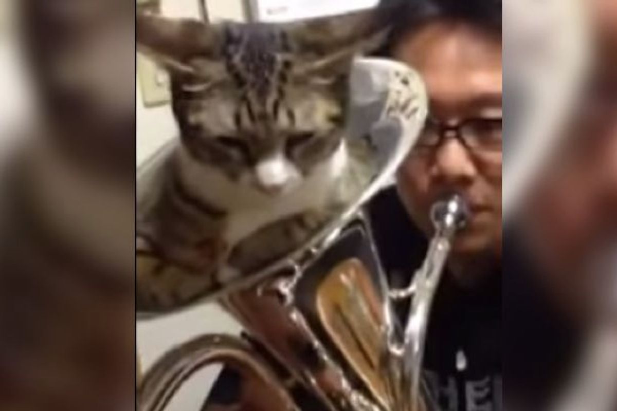 Cat Decides to Be the Mute for Brass Instrument