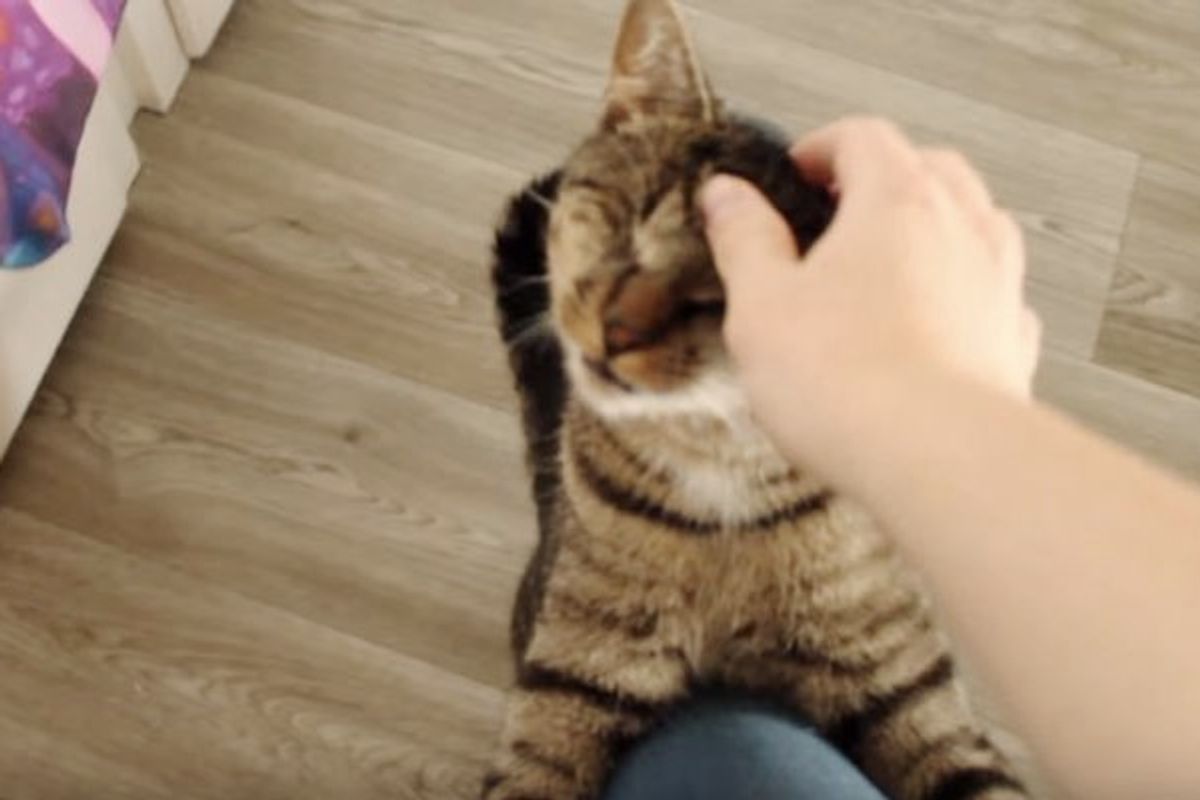 Bamboo the Cat Doesn't See Through His Eyes, He does Through Ears!