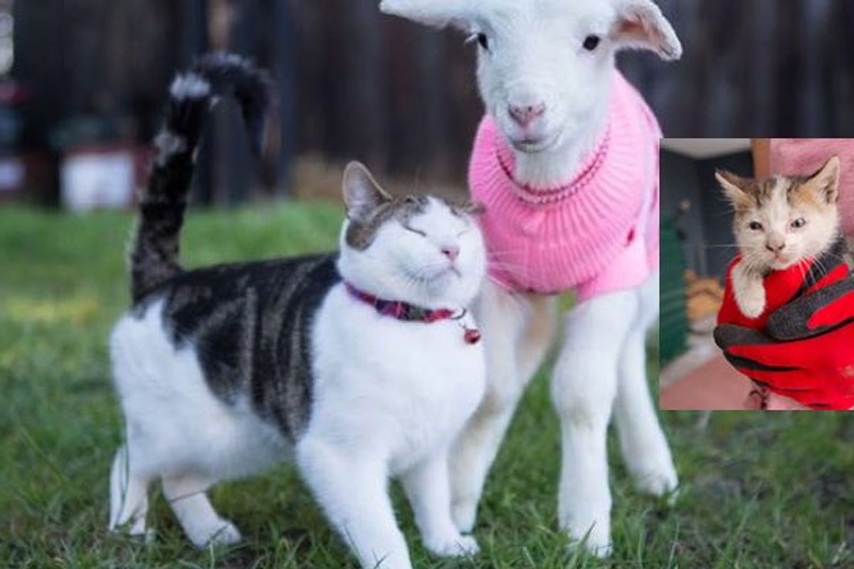 Stitch the Rescue Kitten Becomes Vet Nurse for Rescue Farm Animals