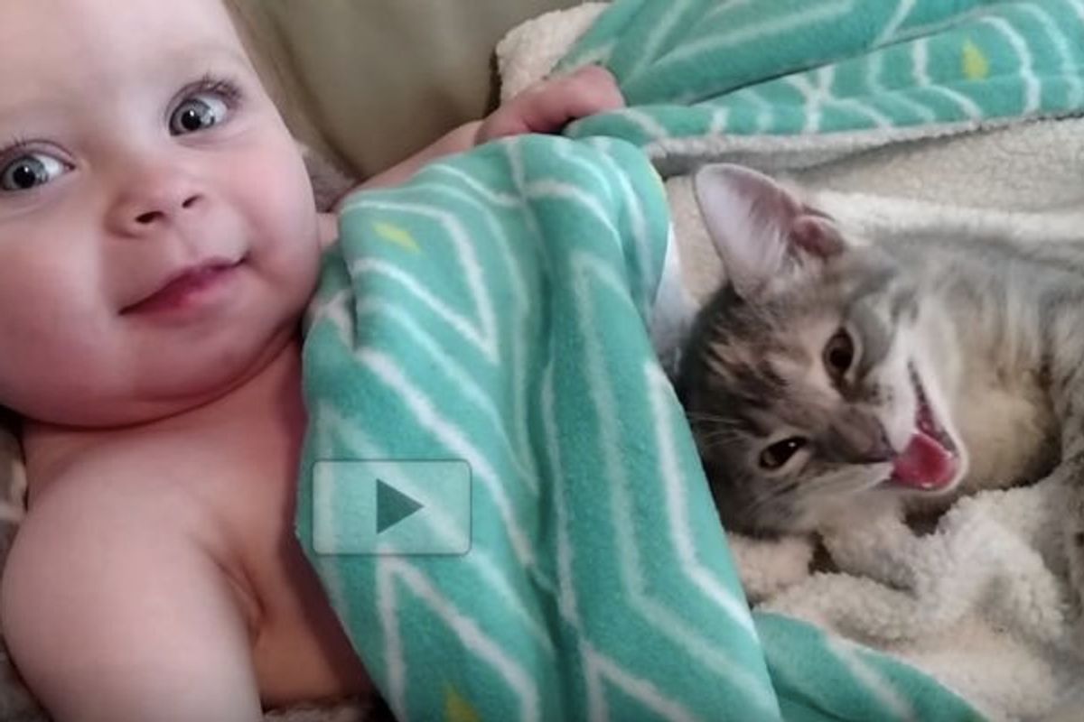 Tiny Kitten and Her Little Baby Sister Waking Up Together from a Nap