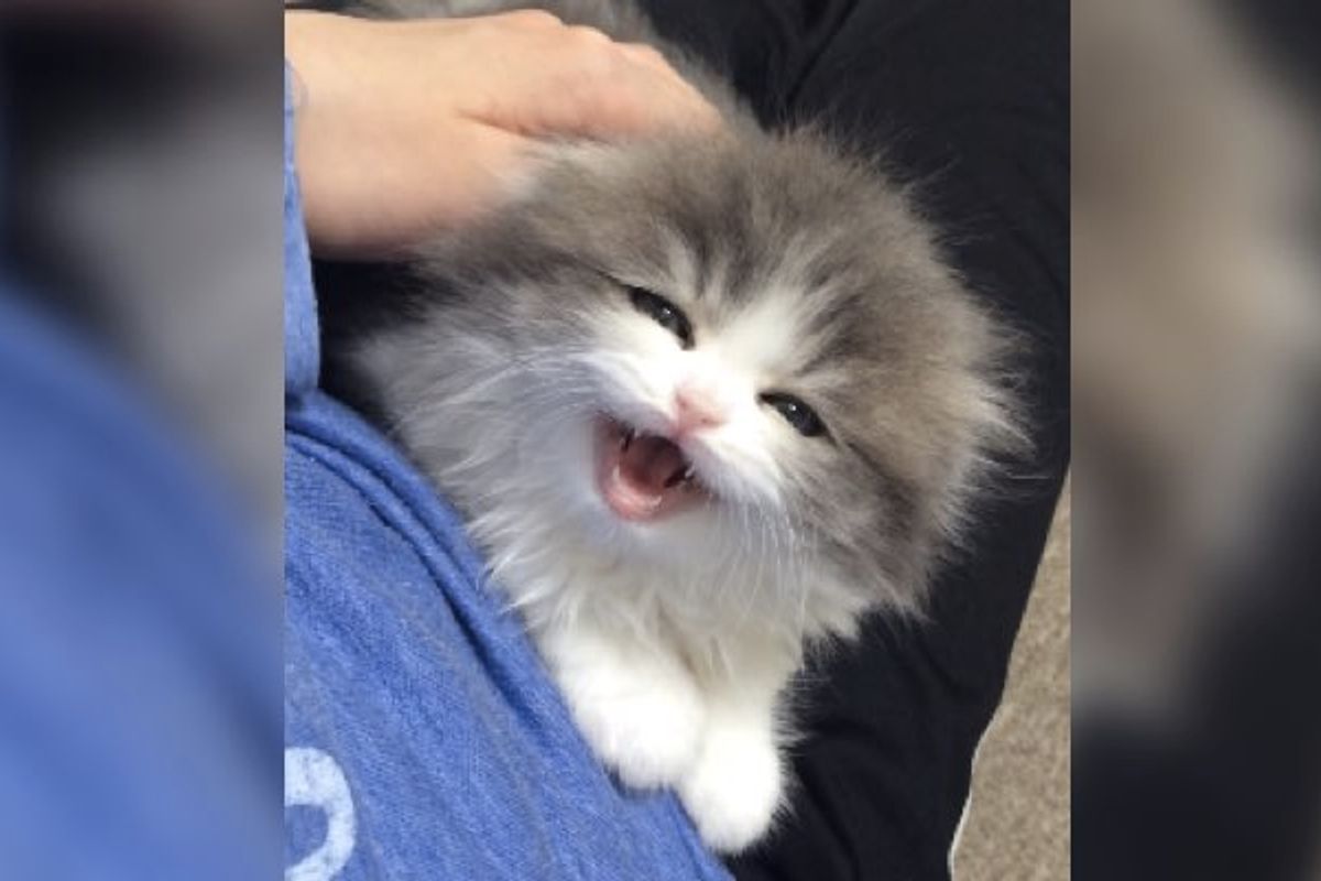 Squeaky Fluffy Kitty Telling Her Human How She Feels