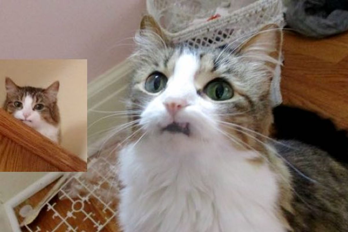 Former Stray with Two Fancy Teeth, Eyes the Size of Quarters, a Single Freckle and a Ton of Cattitude