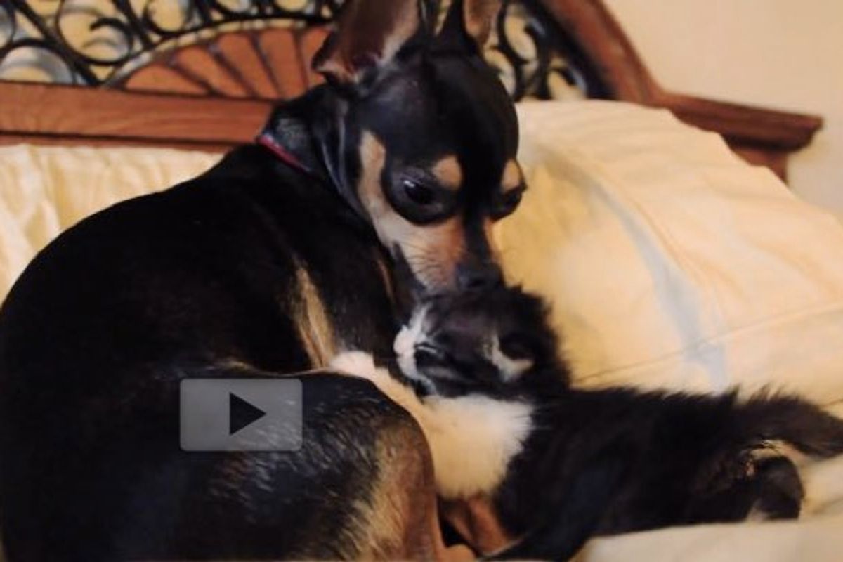 Orphaned Kitten Now Has a Brother from Another Mother